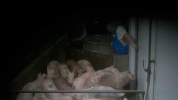 Pigs are herded into the kill room - Pigs are moved from holding pens into the kill room. In August and September 2023, investigators from Farm Transparency Project installed covert cameras to document the slaughter of pigs at the facility. Workers were captured hitting and kicking pigs, as well as crushing them with heavy metal doors to force them to move. - Captured at Scottsdale Pork, Springfield TAS Australia.