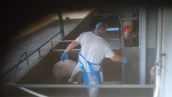 A worker kicks a pig in the walkway - A pen full of pigs wait to be herded into the kill room. In August and September 2023, investigators from Farm Transparency Project installed covert cameras to document the slaughter of pigs at the facility. Workers were captured hitting and kicking pigs, as well as crushing them with heavy metal doors to force them to move. - Captured at Scottsdale Pork, Springfield TAS Australia.