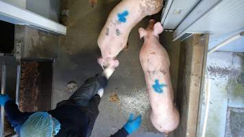 A worker kicks a pig in the walkway - A pen full of pigs wait to be herded into the kill room. In August and September 2023, investigators from Farm Transparency Project installed covert cameras to document the slaughter of pigs at the facility. Workers were captured hitting and kicking pigs, as well as crushing them with heavy metal doors to force them to move. - Captured at Scottsdale Pork, Springfield TAS Australia.