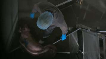 A worker kicks a pig in the walkway - Pigs are forced into a narrow race leading into the stunning restraint. In August and September 2023, investigators from Farm Transparency Project installed covert cameras to document the slaughter of pigs at the facility. Workers were captured hitting and kicking pigs, as well as crushing them with heavy metal doors to force them to move. - Captured at Scottsdale Pork, Springfield TAS Australia.