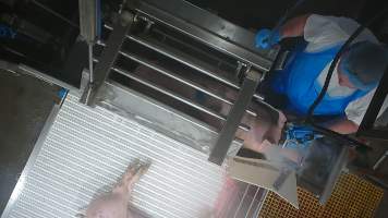 A pig is stunned using an electric stunner - In August and September 2023, investigators from Farm Transparency Project installed covert cameras to document the slaughter of pigs at the facility, including the use of electrical stunning, which is considered to be an alternative to the carbon dioxide gas chambers used in the majority of pig slaughterhouses Australia wide. Pigs were filmed showing signs of consciousness after having been stunned, including while being lowered into the scalding tank. - Captured at Scottsdale Pork, Springfield TAS Australia.