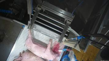A pig is stuck on the bleed conveyor belt - In August and September 2023, investigators from Farm Transparency Project installed covert cameras to document the slaughter of pigs at the facility, including the use of electrical stunning, which is considered to be an alternative to the carbon dioxide gas chambers used in the majority of pig slaughterhouses Australia wide. Pigs were filmed showing signs of consciousness after having been stunned, including while being lowered into the scalding tank. - Captured at Scottsdale Pork, Springfield TAS Australia.