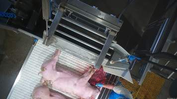 A pig is stuck on the bleed conveyor belt - In August and September 2023, investigators from Farm Transparency Project installed covert cameras to document the slaughter of pigs at the facility, including the use of electrical stunning, which is considered to be an alternative to the carbon dioxide gas chambers used in the majority of pig slaughterhouses Australia wide. Pigs were filmed showing signs of consciousness after having been stunned, including while being lowered into the scalding tank. - Captured at Scottsdale Pork, Springfield TAS Australia.