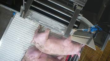 A pig gasps after sticking - In August and September 2023, investigators from Farm Transparency Project installed covert cameras to document the slaughter of pigs at the facility, including the use of electrical stunning, which is considered to be an alternative to the carbon dioxide gas chambers used in the majority of pig slaughterhouses Australia wide. Pigs were filmed showing signs of consciousness after having been stunned, including while being lowered into the scalding tank. - Captured at Scottsdale Pork, Springfield TAS Australia.