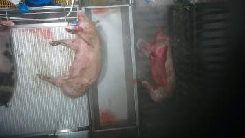 A pig is continues to move while being lowered into the scalding tank - In August and September 2023, investigators from Farm Transparency Project installed covert cameras to document the slaughter of pigs at the facility, including the use of electrical stunning, which is considered to be an alternative to the carbon dioxide gas chambers used in the majority of pig slaughterhouses Australia wide. Pigs were filmed showing signs of consciousness after having been stunned, including while being lowered into the scalding tank. - Captured at Scottsdale Pork, Springfield TAS Australia.