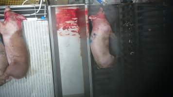 A pig is gasps and thrashes while being lowered into the scalding tank - 
In August and September 2023, investigators from Farm Transparency Project installed covert cameras to document the slaughter of pigs at the facility, including the use of electrical stunning, which is considered to be an alternative to the carbon dioxide gas chambers used in the majority of pig slaughterhouses Australia wide. Pigs were filmed showing signs of consciousness after having been stunned, including while being lowered into the scalding tank. - Captured at Scottsdale Pork, Springfield TAS Australia.