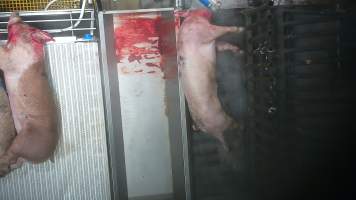 A pig is gasps and thrashes while being lowered into the scalding tank - In August and September 2023, investigators from Farm Transparency Project installed covert cameras to document the slaughter of pigs at the facility, including the use of electrical stunning, which is considered to be an alternative to the carbon dioxide gas chambers used in the majority of pig slaughterhouses Australia wide. Pigs were filmed showing signs of consciousness after having been stunned, including while being lowered into the scalding tank. - Captured at Scottsdale Pork, Springfield TAS Australia.