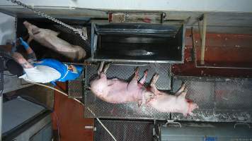 A pig is shot with a rifle - The electrical stunning device at Wal's would frequently be broken, meaning that workers would switch to stunning sheep and pigs using a rifle, causing even more pain, fear and suffering. Pigs were seen to thrash violently for minutes after being shot with a rifle, even after their throats had been slit. Some pigs were observed being shot multiple times, after the first bullet didn't cause unconsciousness. - Captured at Wal's Bulk Meats, Stowport TAS Australia.