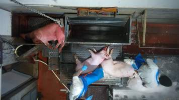 Pigs are pulled from the scalding tank - After their throats are slit, pigs are pushed into a tank full of hot water, known as a scalding tank. This softens their skin and hair to make the process of skinning and dismembering them easier. - Captured at Wal's Bulk Meats, Stowport TAS Australia.