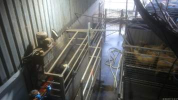 A worker shoots a cow with a rifle - Before being tipped into the kill room and having their throats slit, cows are stunned using a rifle or handheld captive bolt stunner. A 2023 investigation found that cows would often be shot repeatedly with a rifle before collapsing, Multiple cows were observed crying out in pain and attempting to escape from the confined space, with some even becoming stuck in the knockbox when workers attempted to tip them into the kill room. - Captured at Wal's Bulk Meats, Stowport TAS Australia.