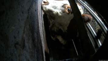 A cow in the knockbox - Before being tipped into the kill room and having their throats slit, cows are stunned using a rifle or handheld captive bolt stunner. A 2023 investigation found that cows would often be shot repeatedly with a rifle before collapsing, Multiple cows were observed crying out in pain and attempting to escape from the confined space, with some even becoming stuck in the knockbox when workers attempted to tip them into the kill room. - Captured at Wal's Bulk Meats, Stowport TAS Australia.