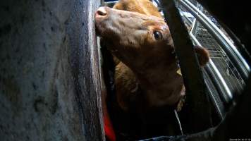 A cow in the knockbox - Before being tipped into the kill room and having their throats slit, cows are stunned using a rifle or handheld captive bolt stunner. A 2023 investigation found that cows would often be shot repeatedly with a rifle before collapsing, Multiple cows were observed crying out in pain and attempting to escape from the confined space, with some even becoming stuck in the knockbox when workers attempted to tip them into the kill room. - Captured at Wal's Bulk Meats, Stowport TAS Australia.