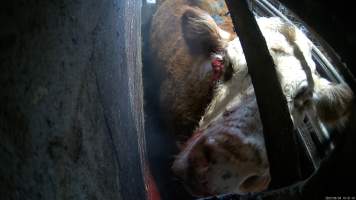 A cow with an injured eye in the knockbox - A cow with a painful looking, ulcerated eye, is held in the knockbox shortly before being shot multiple times with a rifle. - Captured at Wal's Bulk Meats, Stowport TAS Australia.