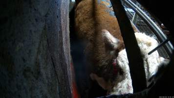 An cow with an injured eye is shot in the knockbox - Before being tipped into the kill room and having their throats slit, cows are stunned using a rifle or handheld captive bolt stunner. A 2023 investigation found that cows would often be shot repeatedly with a rifle before collapsing, Multiple cows were observed crying out in pain and attempting to escape from the confined space, with some even becoming stuck in the knockbox when workers attempted to tip them into the kill room. This injured cow was shot multiple times and then became stuck in the knockbox. - Captured at Wal's Bulk Meats, Stowport TAS Australia.