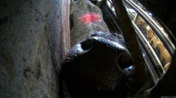A cow in the knockbox - A cow pushes their nose through the end of the knockbox. - Captured at Wal's Bulk Meats, Stowport TAS Australia.