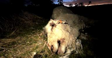 Strathayr (Richmond) - Mass sheep death at the Strathayr sheep property in Richmond, Tasmania.

Strathayr is a large turf company. Adjacent to their lawn company they also run sheep. In one paddock many sheep are left to die and rot.

This incident in July 2023 was reported to NRE Biosecurity. Whilst they were swift to address the issue with the property owner, there was no prosecution pursued, despite evidence of protracted deaths. It took the property owner two weeks and further deaths before they cleaned the paddock up.

Sheep ear tags identified many as coming from Camelford (Midlands of TAS) or Strathayr. Many appeared to have had their eartags removed, whether before or after death cannot be determined.