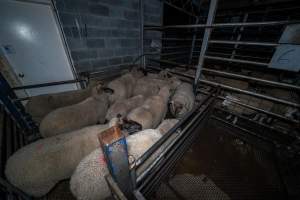 Sheep in holding pen - Sheep in the holding pen, the night before slaughter. - Captured at Gretna Meatworks, Rosegarland TAS Australia.