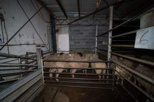 Sheep in holding pen - Investigators spent time with sheep in the holding pens, the night before they were to be killed. - Captured at Gretna Meatworks, Rosegarland TAS Australia.