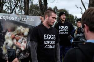 Hatchery lockdown action - In July 2016, 100 activists from across the country converged on the facility in Huntly, Victoria, with 21 entering the hatchery by surprise and halting operations for two hours in an effort to draw further public attention to the inherent cruelty of the egg industry. Over 150 male chicks - some just seconds from being killed - were rescued and are now living out their lives, happily and healthily, with experienced carers. - Captured at SBA Hatchery, Bagshot VIC Australia.