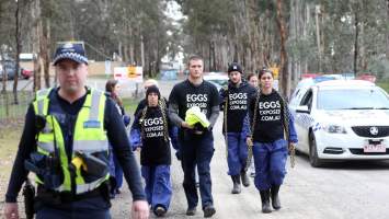 Hatchery lockdown action - In July 2016, 100 activists from across the country converged on the facility in Huntly, Victoria, with 21 entering the hatchery by surprise and halting operations for two hours in an effort to draw further public attention to the inherent cruelty of the egg industry. Over 150 male chicks - some just seconds from being killed - were rescued and are now living out their lives, happily and healthily, with experienced carers. 

Photos captured by the Bendigo Advertiser. - Captured at SBA Hatchery, Bagshot VIC Australia.