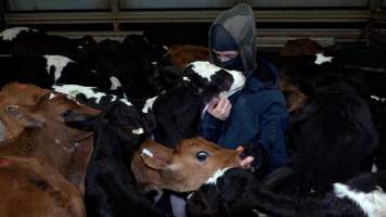 Bobby calves seek affection from an investigator in the holding pens at a slaughterhouse - Male calves have no commercial value to the dairy industry, and are killed at only a few days old, alongside any surplus female calves. Calves are herded onto trucks, still unsteady on their legs and calling for their mothers. Some are driven straight to the slaughterhouse, where they will spend a cold and terrifying night shivering in concrete holding pens, while others are taken to a saleyard, and sold to the highest bidder.
 - Captured at TAS.