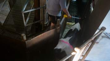 A dairy cow is herded into the knockbox at a Victorian slaughterhouse - At 4-7-year old, dairy cows are sent to slaughter, exhausted from a constant cycle of pregnancy, birth and separation and worn out from the endless pain and discomfort of having milk, intended for her missing babies, sucked from her body by machines.