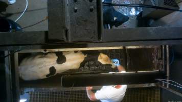 A dairy cow is shot in the head with a bolt gun at a Victorian slaughterhouse - At 4-7-year old, dairy cows are sent to slaughter, exhausted from a constant cycle of pregnancy, birth and separation and worn out from the endless pain and discomfort of having milk, intended for her missing babies, sucked from her body by machines.