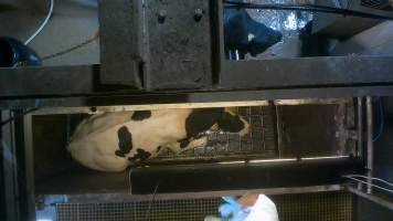 A dairy cow is shot in the head with a bolt gun at a Victorian slaughterhouse - At 4-7-year old, dairy cows are sent to slaughter, exhausted from a constant cycle of pregnancy, birth and separation and worn out from the endless pain and discomfort of having milk, intended for her missing babies, sucked from her body by machines.