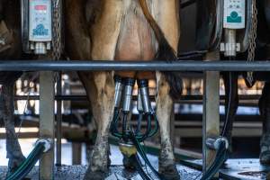 Jersey cows being milked in rotary system - Captured at Caldermeade Farm, Caldermeade VIC Australia.