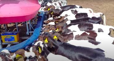 Calves drinking formula on intensive dairy farm - The Clymo's (
