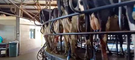 The milking parlour on an intensive dairy farm - The Clymo's (