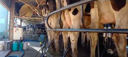 The milking parlour on an intensive dairy farm - The Clymo's (