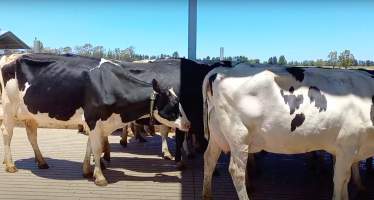 Cows waiting to be milked on an intensive dairy farm - The Clymo's (