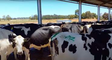 Cows waiting to be milked on an intensive dairy farm -- a drooling cow and an emaciated cow visible - The Clymo's (
