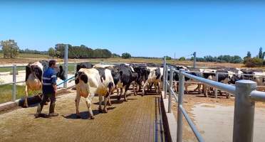 Cows being herded between zero-grazing shed and milking parlour on an intensive dairy farm - The Clymo's (