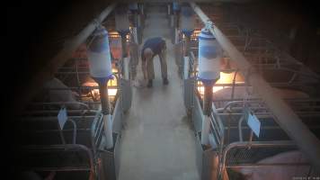 'Thumping' of runt or weak piglets - Screenshot from hidden camera footage.

The runts of the litter, and any piglets who seem sick or weak, are not given treatment or care, because that would cost more time and money than pig farms can be bothered investing. Instead, these piglets are picked up by their back legs, and slammed head-first onto the floor, not a metre away from their mothers who watch on helplessly. In large piggeries, like Midland Bacon near Stanhope, this happens every morning. - Captured at Midland Bacon, Carag Carag VIC Australia.