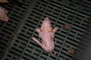 Unwell piglet in a farrowing crate - Captured at Midland Bacon, Carag Carag VIC Australia.