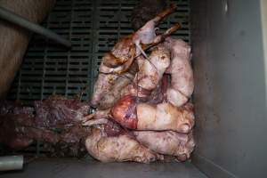 Stillborn piglets in a farrowing crate - Captured at Midland Bacon, Carag Carag VIC Australia.