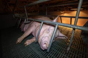 Sow in a farrowing crate - Captured at Midland Bacon, Carag Carag VIC Australia.