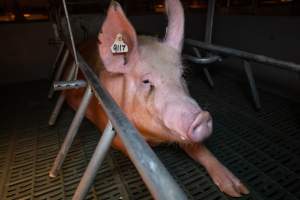 Sow in a farrowing crate - Captured at Midland Bacon, Carag Carag VIC Australia.