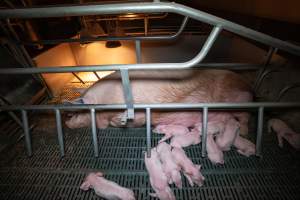 Sow and piglets in a farrowing crate - Captured at Midland Bacon, Carag Carag VIC Australia.
