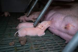 Piglet suckling from their mother - Captured at Midland Bacon, Carag Carag VIC Australia.