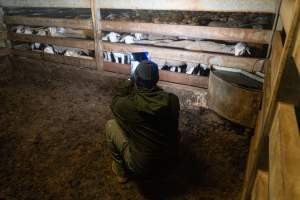 Activist filming sheep in holding pens - Captured at Gathercole's Wangaratta Abattoir, Wangaratta VIC Australia.