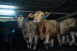 Steers in holding pen - Captured at Gathercole's Wangaratta Abattoir, Wangaratta VIC Australia.
