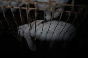 Dead rabbit in a cage - Until recently, rabbits were farmed in cruel battery cages in this Sydney layer hen farm, in a separate section at the end of one of the sheds. As of 2024, it is believed that Kellyville Farm Fresh has ceased farming rabbits. Screenshot from footage. - Captured at Kellyville Farm Fresh, North Kellyville NSW Australia.