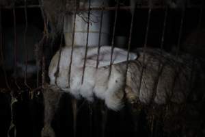 Dead rabbit in a cage - Until recently, rabbits were farmed in cruel battery cages in this Sydney layer hen farm, in a separate section at the end of one of the sheds. As of 2024, it is believed that Kellyville Farm Fresh has ceased farming rabbits. Screenshot from footage. - Captured at Kellyville Farm Fresh, North Kellyville NSW Australia.