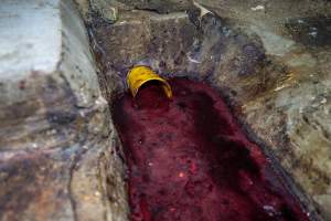Drain filled with thick blood in rabbit slaughterhouse - Captured at Gippsland Meats, Bairnsdale VIC Australia.