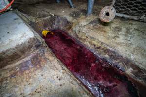 Drain filled with thick blood in rabbit slaughterhouse - Captured at Gippsland Meats, Bairnsdale VIC Australia.