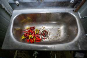 Ear tags in sink - Captured at Gippsland Meats, Bairnsdale VIC Australia.