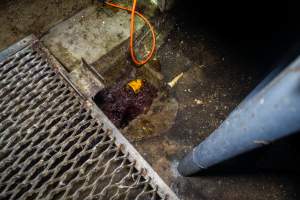 Drain with congealed blood - Captured at Gippsland Meats, Bairnsdale VIC Australia.
